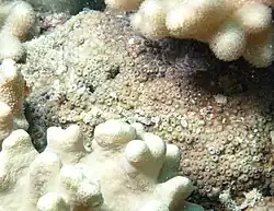 Cyphastrea chalcidicum en la isla Aureed, Estrecho de Torres, Australia