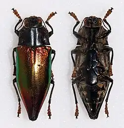 Cyphogastra cyanipes
