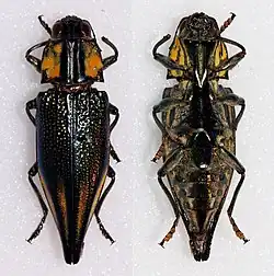 Cyphogastra farinosa