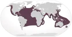alt=Distribución de C. caretta Sinonimia de especie Testudo Caretta Linnaeus, 1758 Testudo Cephalo Schneider, 1783 Testudo nasicornis Lacépède, 1788 Testudo Caouana Lacépède, 1788 Chelone caretta Brongniart, 1805 Chelonia Caouanna Schweigger, 1812 Caretta nasuta Rafinesque, 1814 Chelonia cavanna Oken, 1816 Caretta atra Merrem, 1820 Caretta Cephalo Merrem, 1820 Caretta nasicornis Merrem, 1820 Chelonia caretta Bory de Saint-Vincent, 1828 Testudo Corianna Gray, 1831 Chelonia pelasgorum Valenciennes en Bory de Saint-Vincent, 1833 Chelonia cephalo Gray, 1829 Chelonia (Caretta) cephalo Lesson en Bélanger, 1834 Chelonia caouanna Duméril & Bibron, 1835 Chelonia (Thalassochelys) Caouana Fitzinger, 1836 Chelonia (Thalassochelys) atra Fitzinger, 1836 Thalassochelys caretta Bonaparte, 1838 Chelonia (Caouanna) cephalo Cocteau en Cocteau & Bibron en Ramon de la Sagra, 1838 Halichelys atra Fitzinger, 1843 Caounana Caretta Gray, 1844 Caouana elongata Gray, 1844 Thalassochelys Caouana Agassiz, 1857 Thalassochelys corticata Girard, 1858 Chelonia corticata Strauch, 1862 Thalassochelys elongata Strauch, 1862 Thalassochelys caouana Nardo, 1864 Eremonia elongata Gray, 1873 Caretta caretta Stejneger, 1873 Thalassochelys cephalo Barbour & Cole, 1906 Caretta caretta caretta Mertens & Muller, 1928 Caretta gigas Deraniyagala, 1933 Caretta caretta gigas Deraniyagala, 1939 Caretta caretta tarapacana Caldwell, 1962 Chelonia cahuano Tamayo, 1962 Caretta careta Tamayo, 1962[4]​ Sinonimia de género Caretta Rafinesque, 1814 Caretta (Thalassochelys) Fitzinger, 1835 Thalassochelys Bonaparte, 1838 Caouana Cocteau in Ramon de la Sagra, 1838 Halichelys Fitzinger, 1843 Eremonia Gray, 1873 ?Pliochelys Portis, 1890 ?Proganosaurus Portis, 1890[5]​