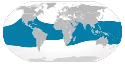 Distribución geográfica del tiburón ballena