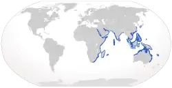 Distribución del Stegostoma fasciatum