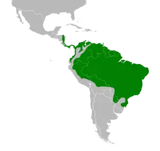 Distribución geográfica del dacnis azul.