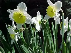 Grupo 2, N. 'Ice Follies'