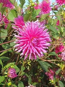 Dahlia 'Purple Gem'.