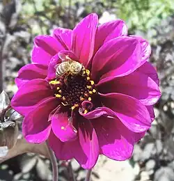 Dahlia 'Catherine Deneuve'