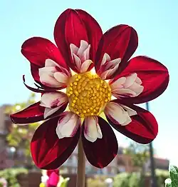 Dahlia 'Mary Eveline'