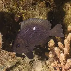 Ejemplar en el mar Rojo.