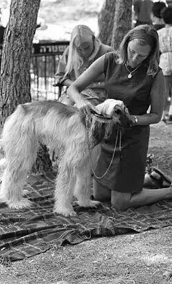 Exposición canina, Israel 1969