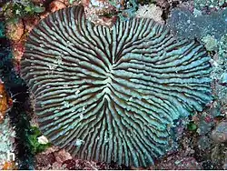 D. scruposa en Pulau Layang-Layang, islas Spratly