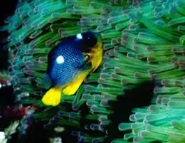 Dascyllus auripinnis