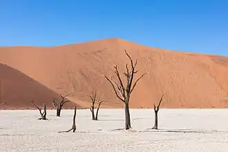 Las acacias secas que permanecen en los deathvleis, algunas hace cientos de años, sirven de oteadero a los cuervos del Namib.