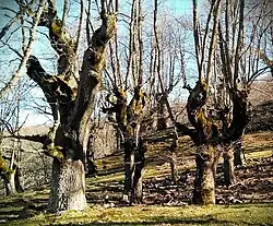 Dehesa de roble albar