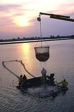 Photo of dripping, cup-shaped net, approximately 6 pies (1,8 m) in diameter and equally tall, half full of fish, suspended from crane boom, with 4 workers on and around larger, ring-shaped structure in water.
