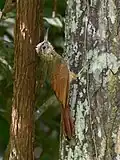 Dendrocolaptes certhia medius, Acará, Pará, Brasil.