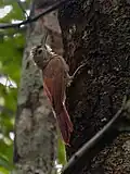 Dendrocolaptes certhia ridgwayi, Novo Progresso, Pará, Brasil.
