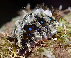 Dendrodoris krusensternii