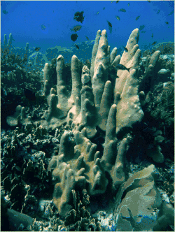 D. cylindrus en Curasao