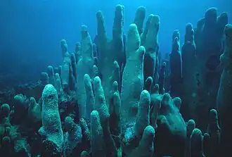 Dendrogyra en Florida.