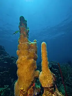 Dendrogyra en Haití.