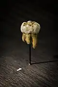 Réplica del molar de Denisova. Parte de una de las raíces fue destruida para obtener ADNm y realizar análisis. Por su tamaño y forma se puede descartar que pertenezca a neandertales o sapiens, lo cual se confirmó por los análisis de ADNm.