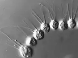 Colonia de Desmarella moniliformis (Choanoflagellatea)