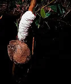 Desove Pomella megastoma