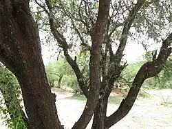 El mezquite es un árbol espinoso y de poca altura, abundante en la región.
