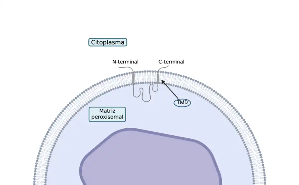 Estructura aproximada de la PEX11βp, con los dominios transmembrana, los extremos citosólicos y un dominio en la matriz peroxisomal (imagen creada con BioRender).