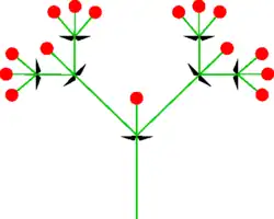 Esquema de una cima dicotómica.