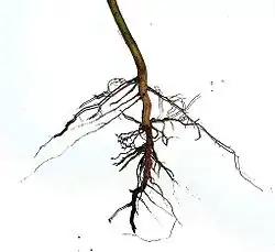 Una hierba asterácea.