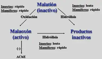Diferencias de biotransformación que explican la toxicidad selectiva de malatión.