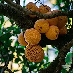 Digueñe con apotecios formados