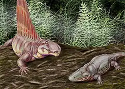 El pelicosaurio con vela Dimetrodon y el temnospóndilo Eryops del Pérmico de Norteamérica.