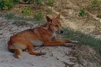 Dingo
