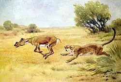 Un Dinictis perosguiendo a un Protoceras.