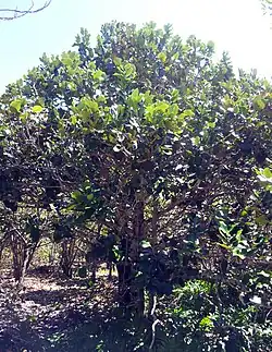 Diospyros egrettarum