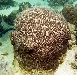 Diploastrea en Koh Phangan.