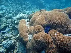 Diploastrea helipora, Diploastreidae