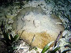 Animal marino en forma de roca, con superficie rugosa, adherido al sustrato.