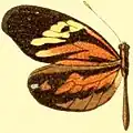 D. a. discrepans hembra