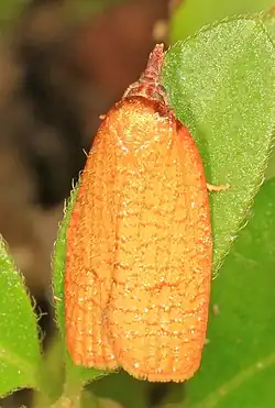 Sparganothis distincta