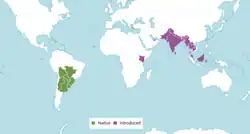 Distribución mundial de Croton bonplandianus Baill. 2024