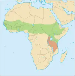 Distribución del gálago menor Zonas de distribución posible o accidental