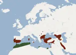 alt= R. m. mehelyi R. m. tuneti