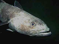 Bacalao de las profundidades