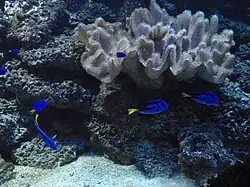 Cirujanos y damiselas azules junto a coral Sarcophyton