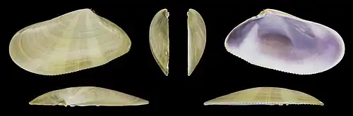 Donax trunculus anatinus valva izquierda