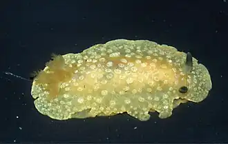 Doriopsilla nigrocera