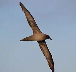 Pájaro marino (albatros de hollín de plumaje claro) volando sobre el pasaje de Drake